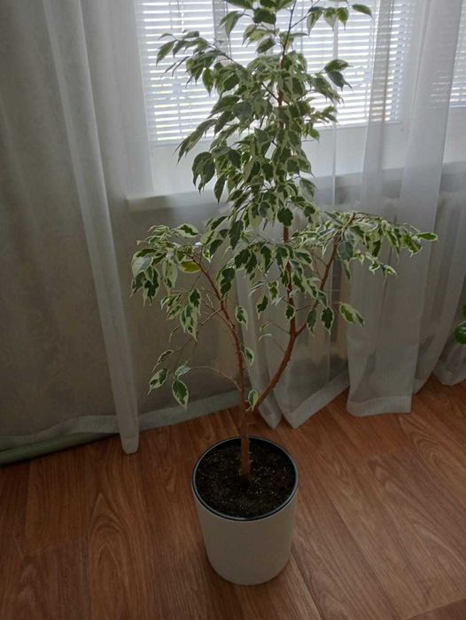 Домашние цветы Зачаганск