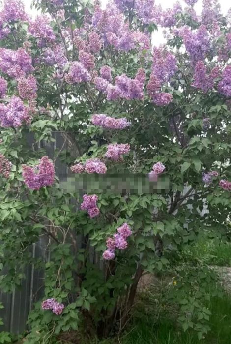 Продам дом 3-х комнатный