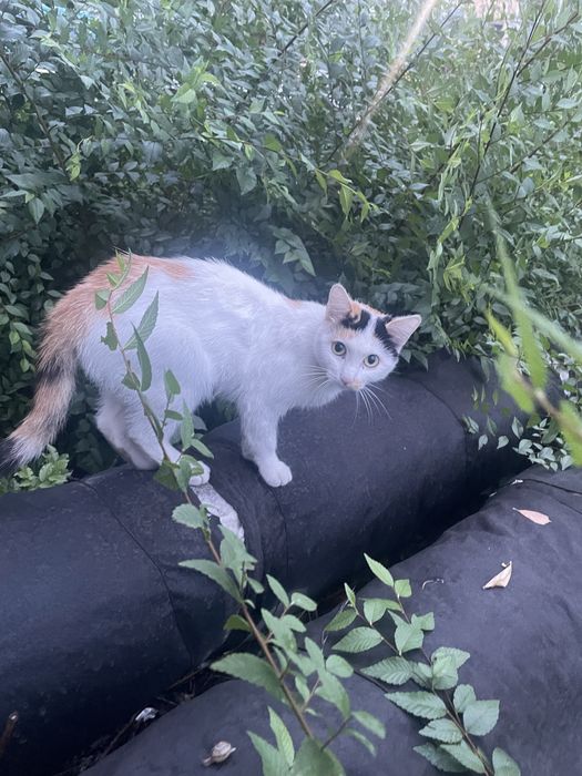Животные . Кошки .