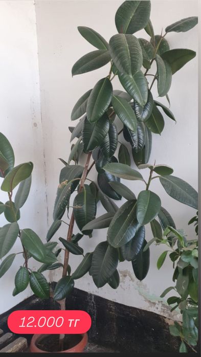 Продам домашние фикусы