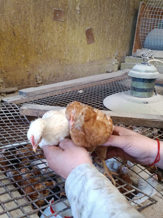 Продам цыплят ломан Браун