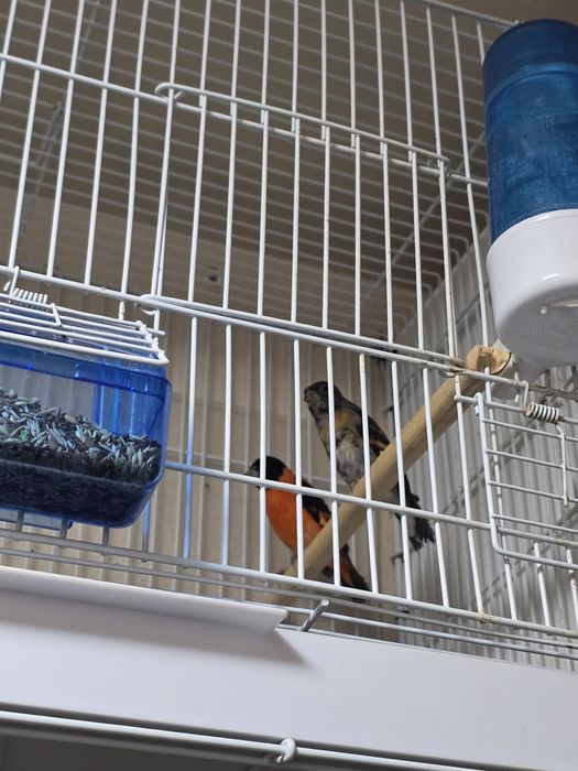 Pereche păsări exotice