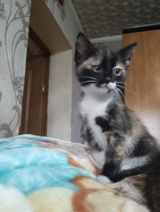 Котята бесплатно