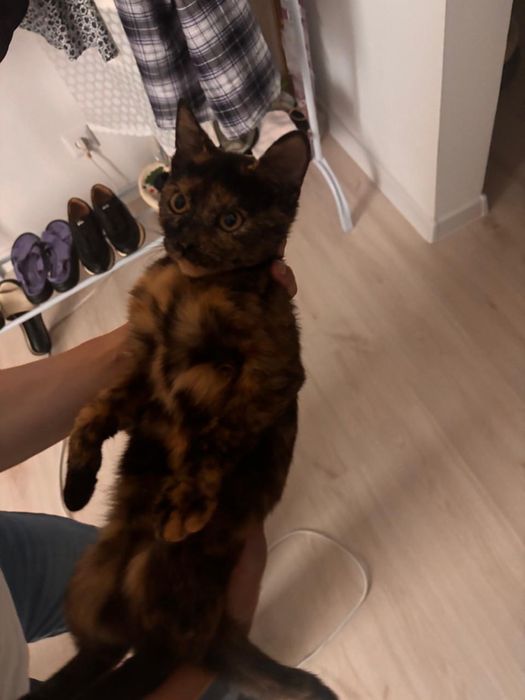 Отдаю котенка в добрые руки!