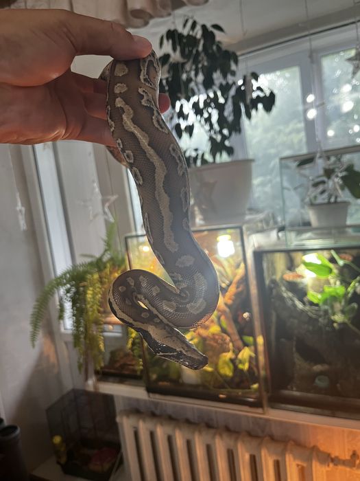 Короткохвостый питон КУРТУС