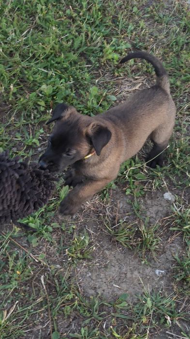 Ciobănesc belgian malinois mascul