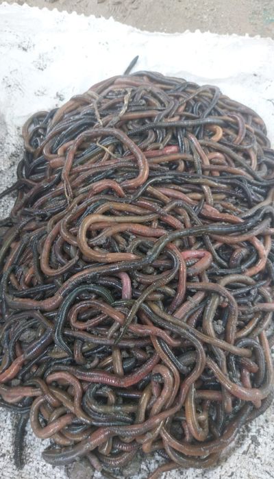 Vand rame negre de Tulcea