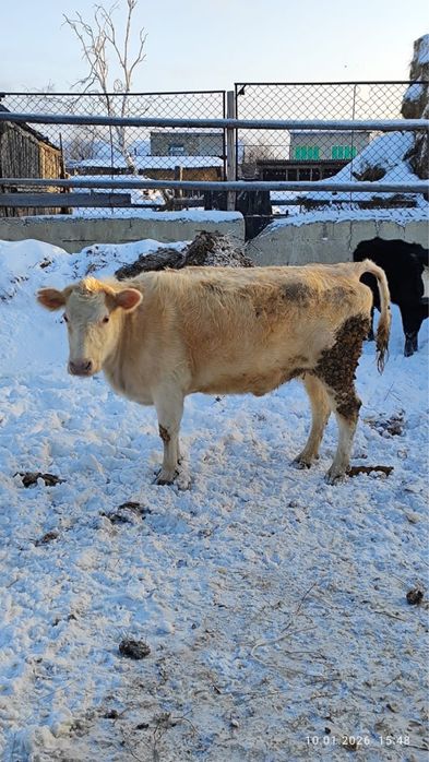 Продам корову.                                                       )