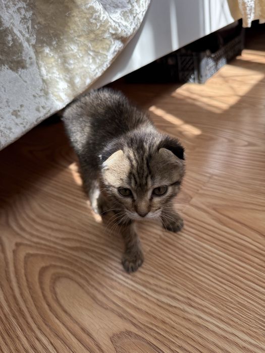 Котенок бесплатно