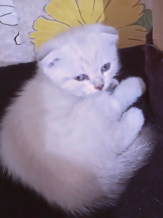 Продам котят британцы