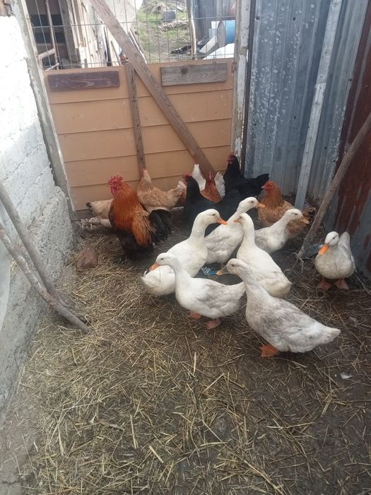 Vând găini și rațe șapte găini și un cocoș și cinci rațe și doi rățoi