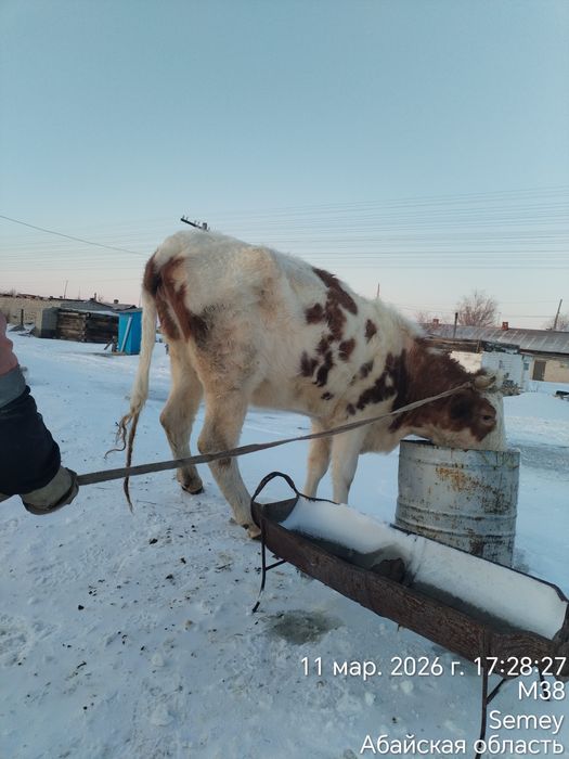 Сыйыр сатам 700 000