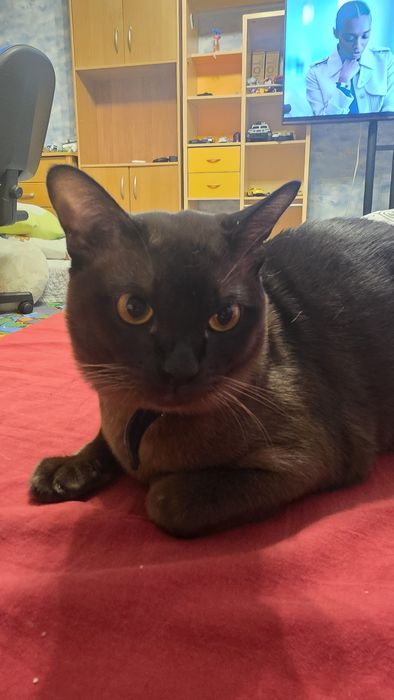 Кот Бурма для вязки