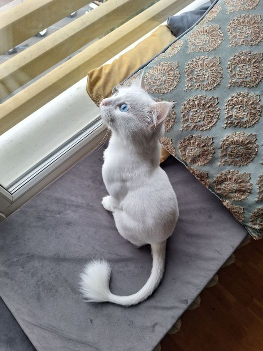 Ищем партнершу Для вязки!!!