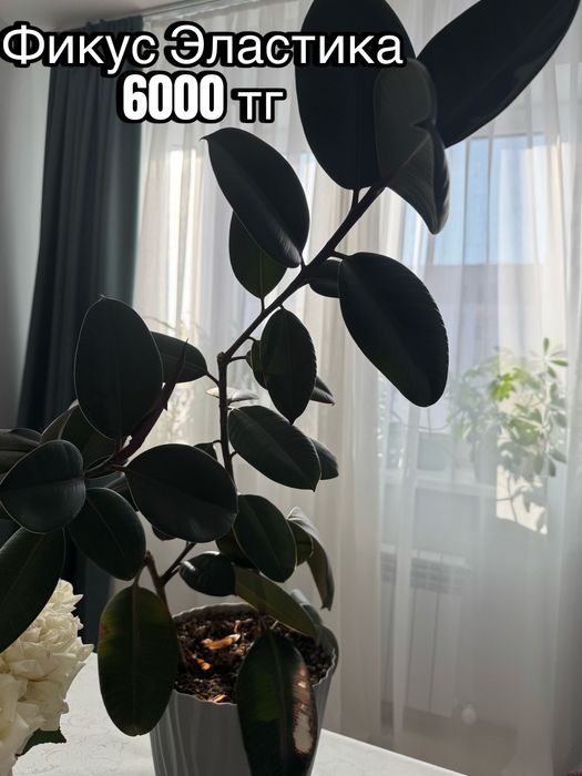 Комнатные домашние растения