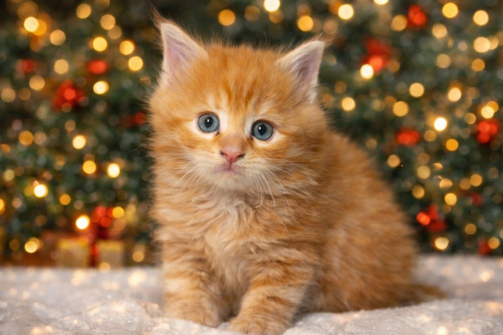 Котята мейн-кун.