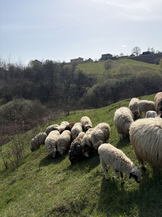 Vand berbecuti si mielute
