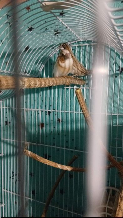 Cauta casa noua o pereche de pescarusi