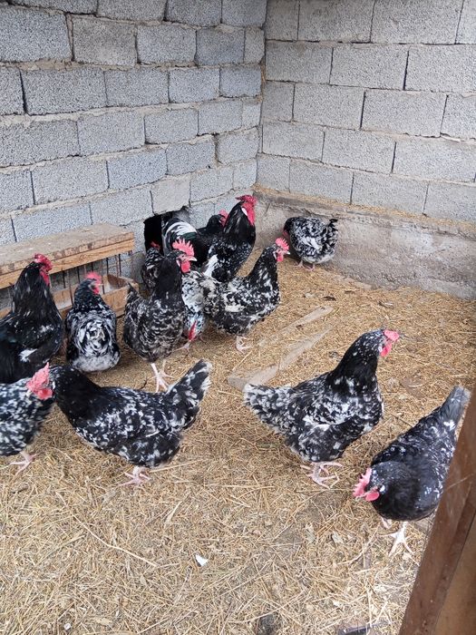 Яйца Австралорп мраморны