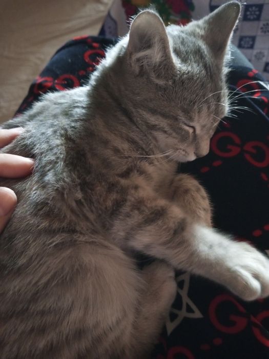 Домашняя красивая кошка