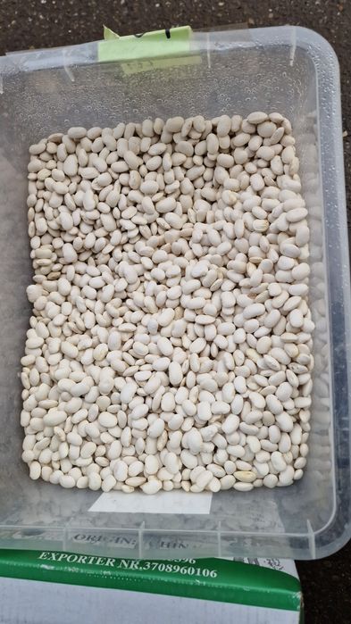 Fasole pestriță 2025