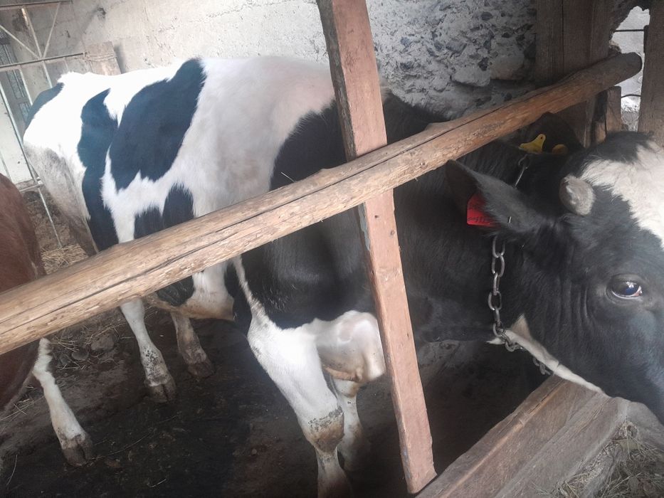 Продам 2 быков по 700-800к