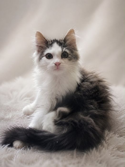котята котята котята