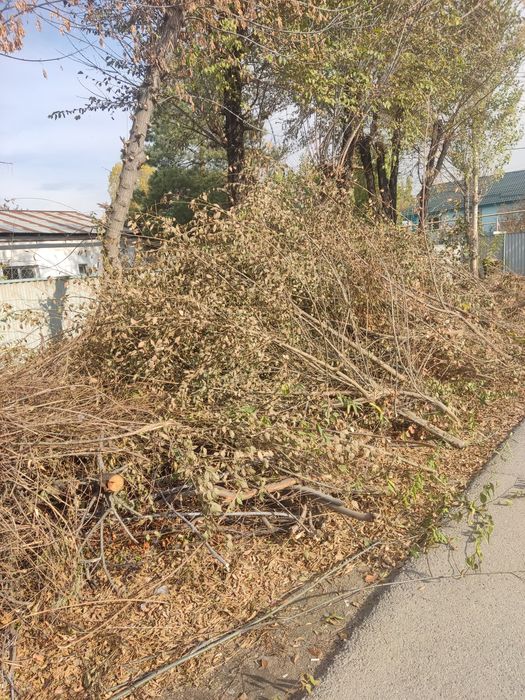 Бесплатно-Ветки. Самовывоз!