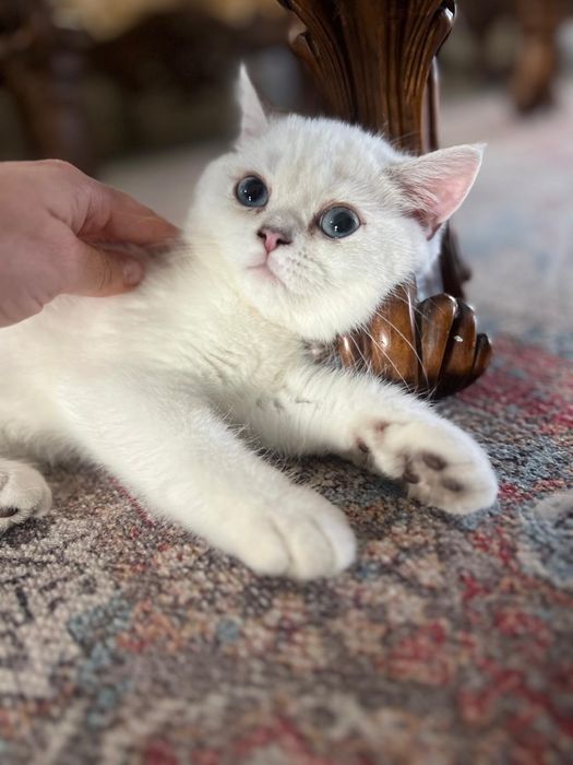 Pisica British Shorthair cu pedigree, alb cu ochi albaștri