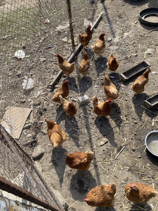 Куры несушки Ломан браун