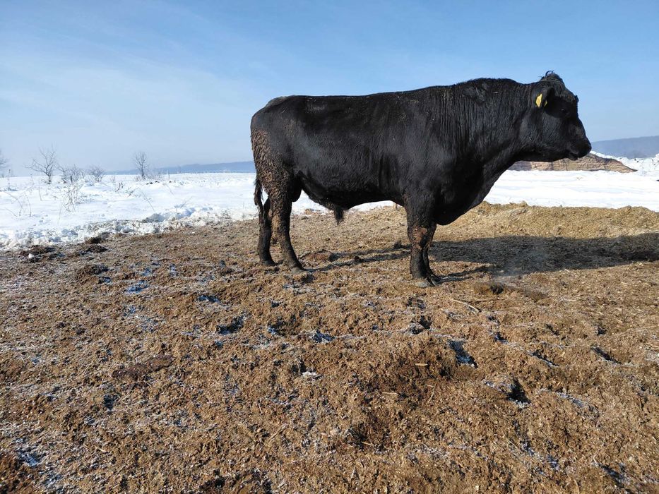 De vinzare taur Angus