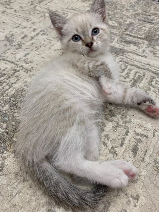 Котенок в добрые руки