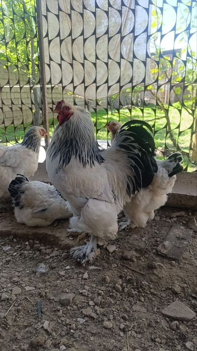 Burama xoʻrozlar  sotiladi