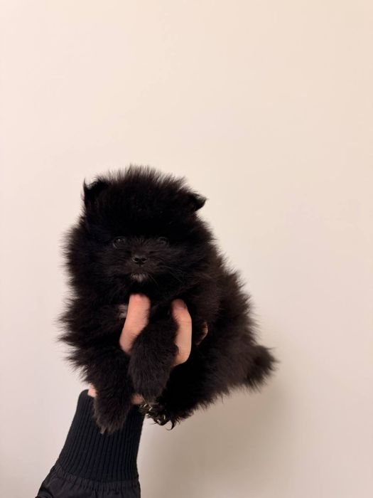 Шпиц померанский