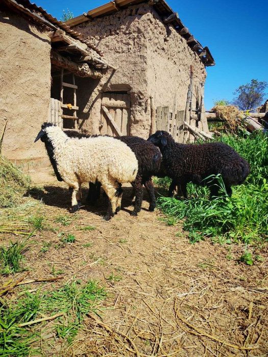 Sifatli mol va qo'y go'shti maxsulotlari