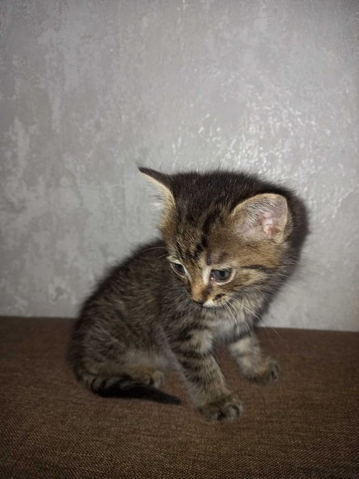 Отдам котёнка (девочка)