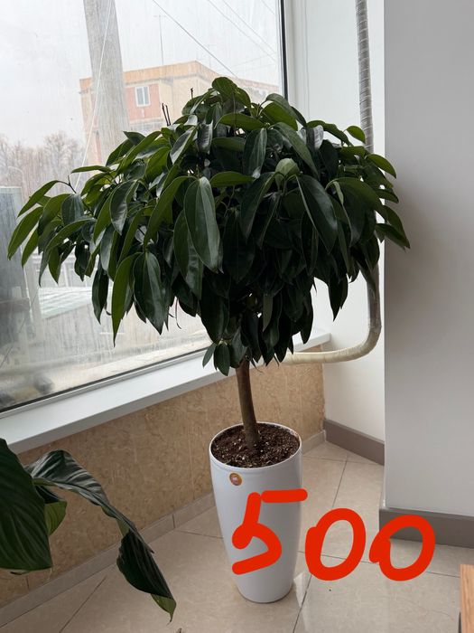 Офис ва уй учун жуда чиройли, соглом тирик гуллар сотилади