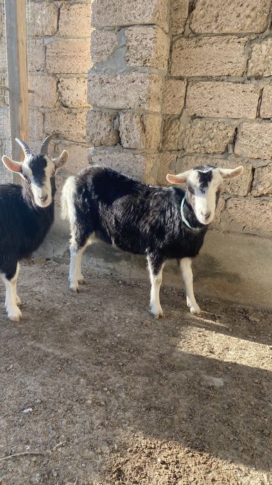 Ешкі сатылады Альпи санго