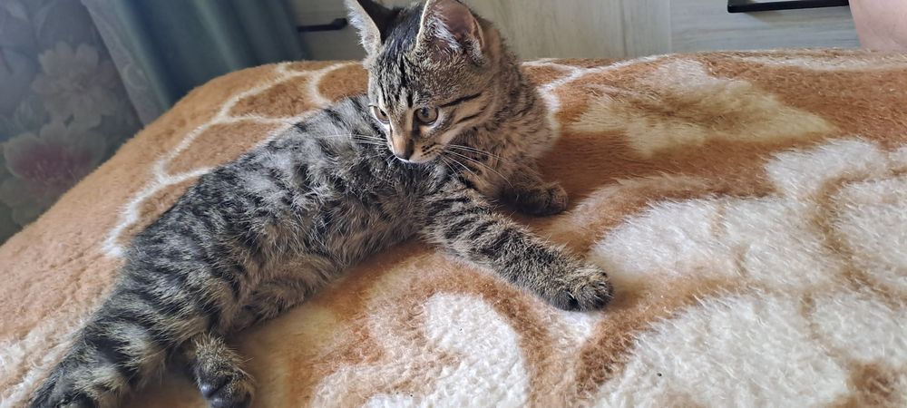 Отдам катенка в добрые руки