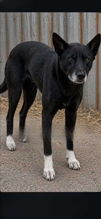 Пропал пес по  кличке Бим