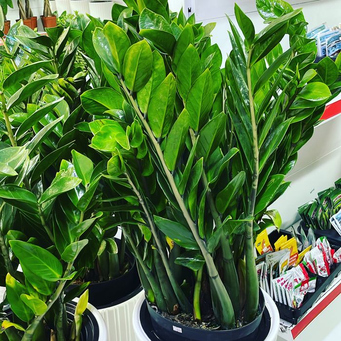 Долларовое дерево