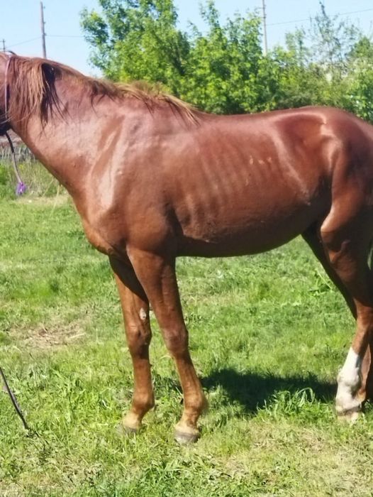 Продаётся жеребец