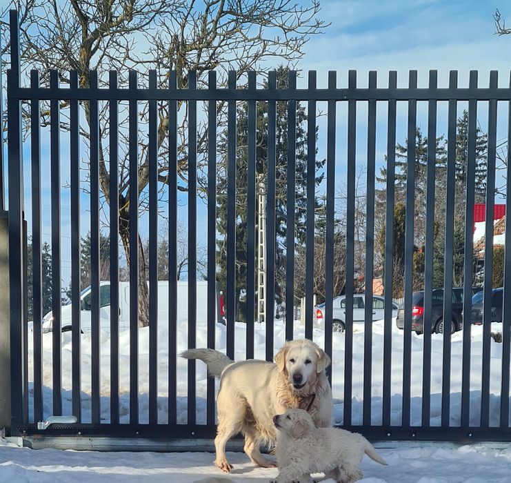 Golden Retriever canisa campioni pedigree