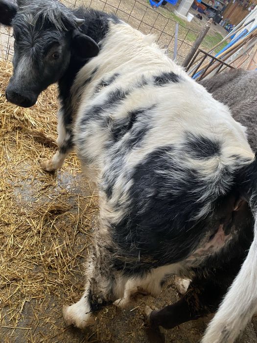 Vitei rasa albastru belgian