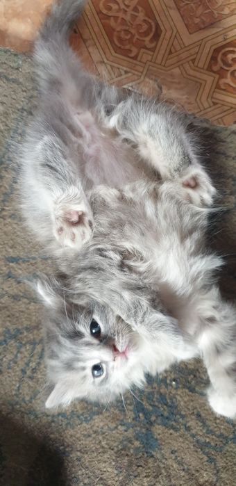 Дарю красивых котят