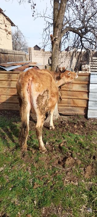 Продам стельных коров.