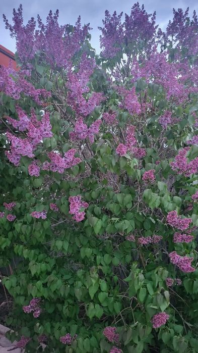 Сирень очень свежии