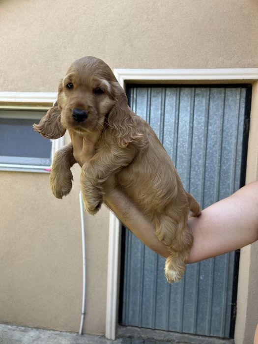 Vand pui cocker spaniel