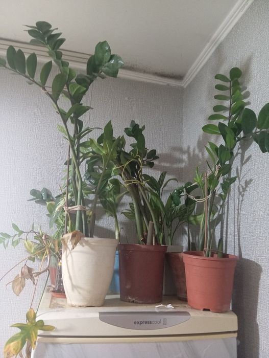 Продам комнатные цветы