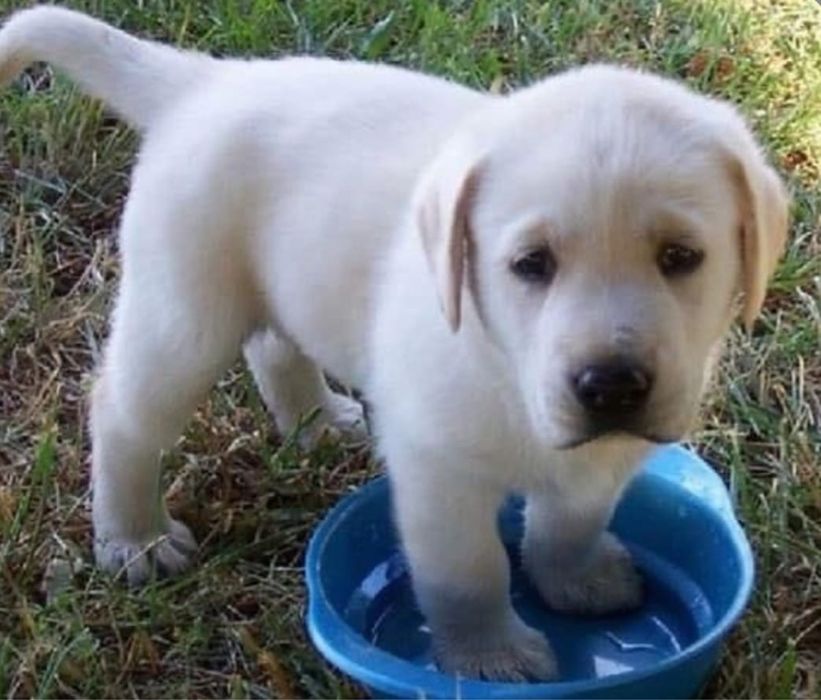 Labrador Golden